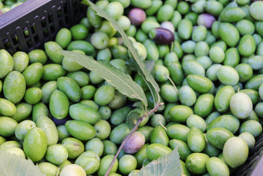 Doğanın Mucizesi Zeytin Nasıl Hasat Edilir?