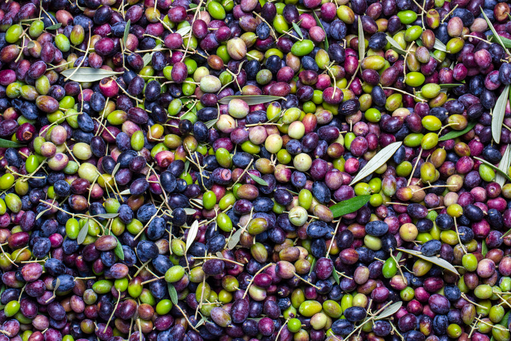 Zeytin Nerede Yetişir?