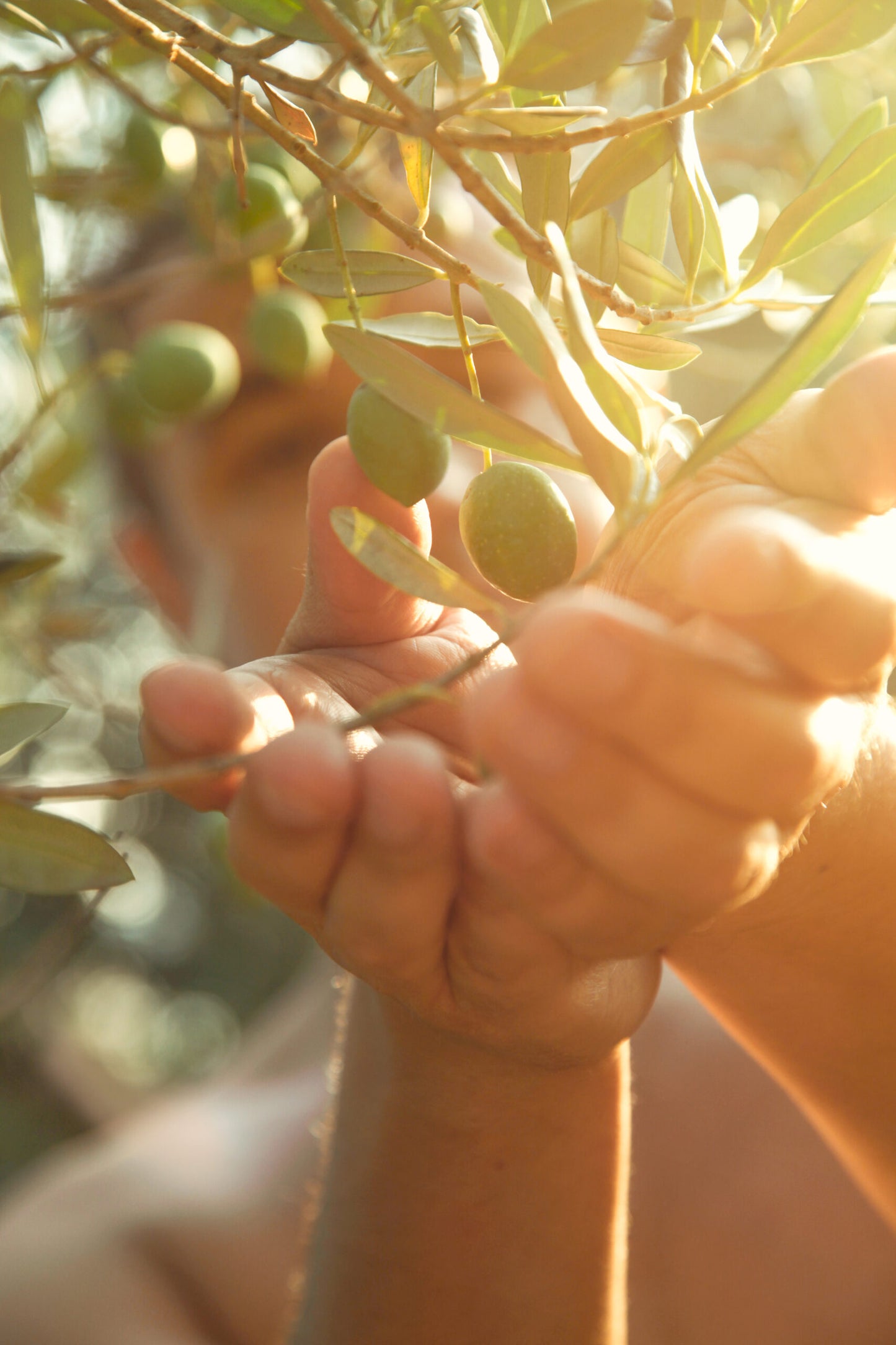 Sofralık Zeytin Nedir? Ne Demektir?